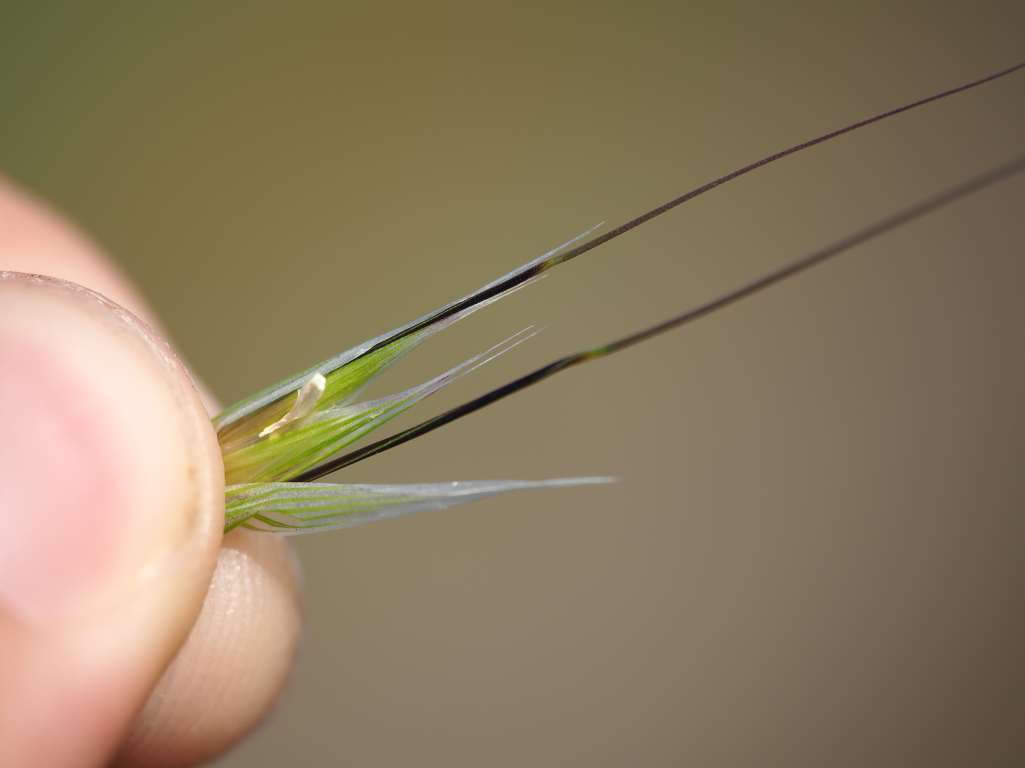 Avena_barbata-iNat337788396b image