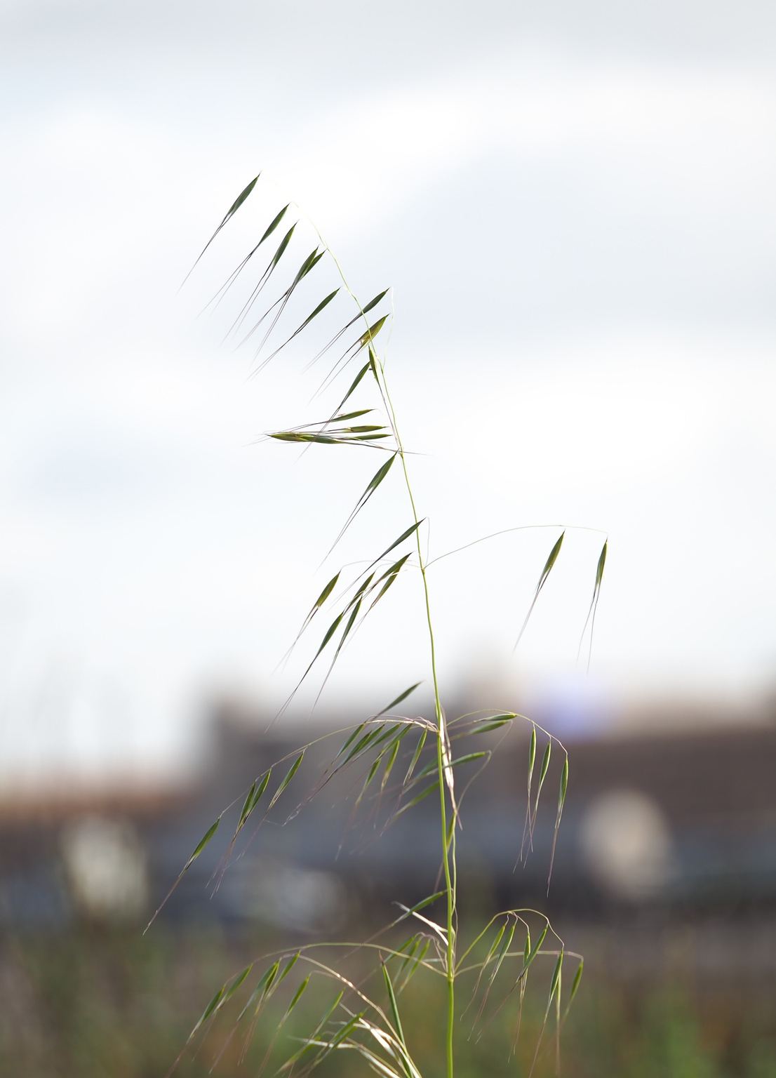 Avena_barbata-iNat337788396d image