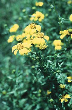 Bahiopsis laciniata in the field.