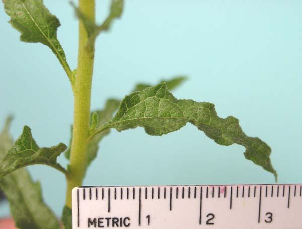 Bahiopsis laciniata close-up of leaves