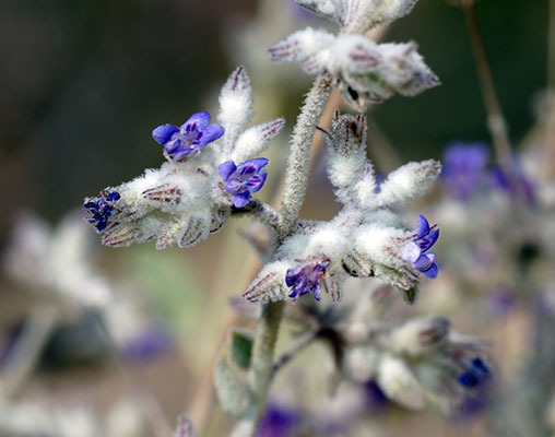 Condea emoryi flowers