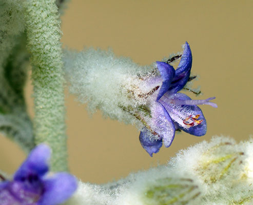 Condea emoryi flower close-up