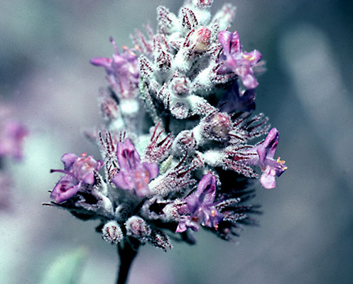 Condea emoryi inflorescence