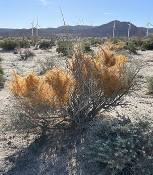 Cuscuta psorothamnensis Field image