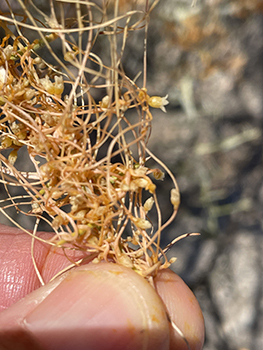 Cuscuta psorothamnensis closeup