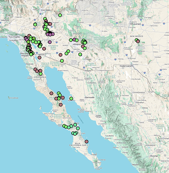 Cylindropuntia bigelovii map CCH2