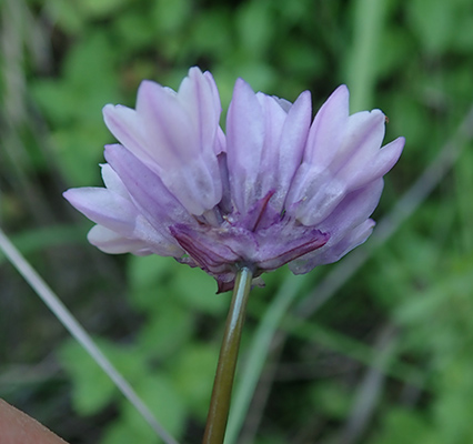 Dipterostemon capitatus subsp. capitatus flowers 2