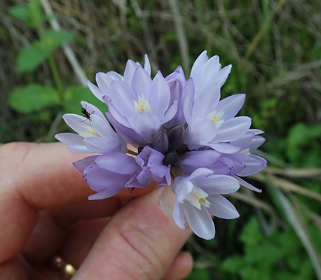 Dipterostemon capitatus subsp. capitatus flowers 1