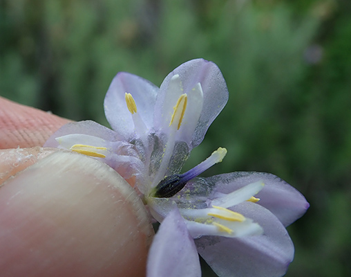 Dipterostemon capitatus subsp. capitatus flower