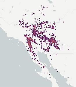 Echinocereus engelmannii map GBIF