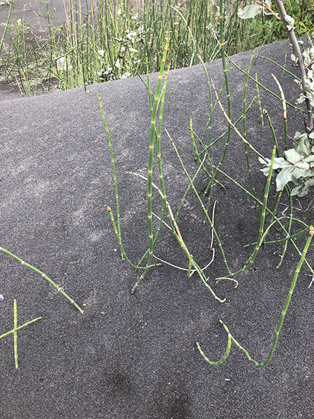 Equisetum hyemale field image 1