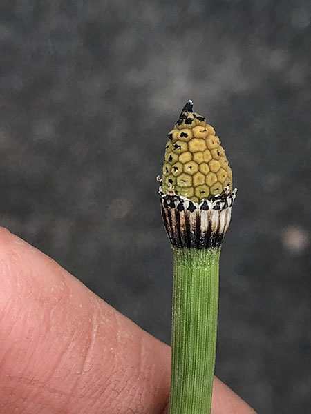 Equisetum hyemale field image 2