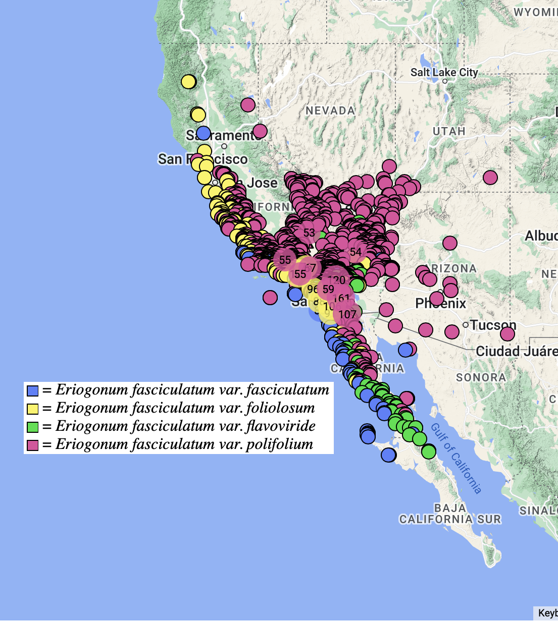 Eriogonum fasciculatum distribution map CA cch2