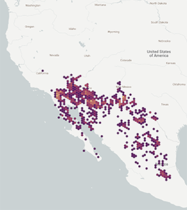 Fouquieria splendens distribution: GBIF