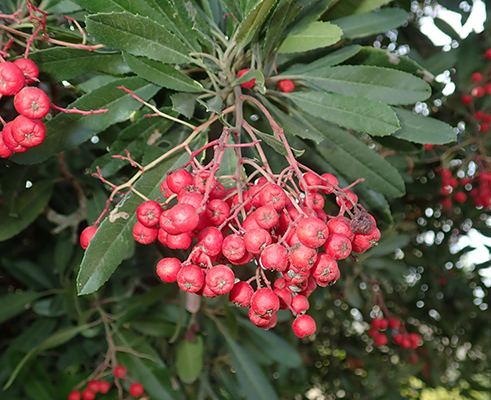 Heteromeles arbutifolia fruit