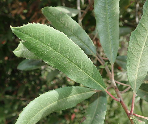 Heteromeles arbutifolia leaves 2