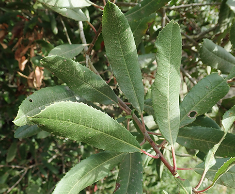 Heteromeles arbutifolia leaves 1