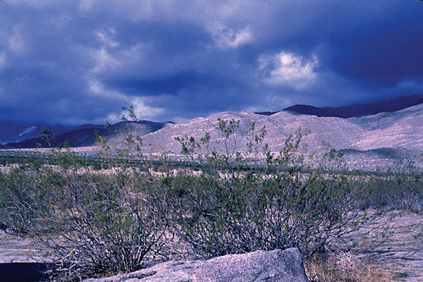 Larrea tridentata habit