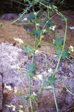 Marah macrocarpa vine