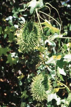 Marah macrocarpa fruits