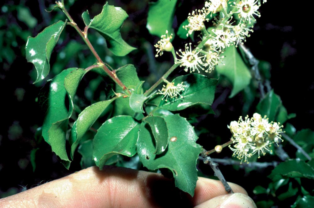 Prunus ilicifolia leaves and flowers