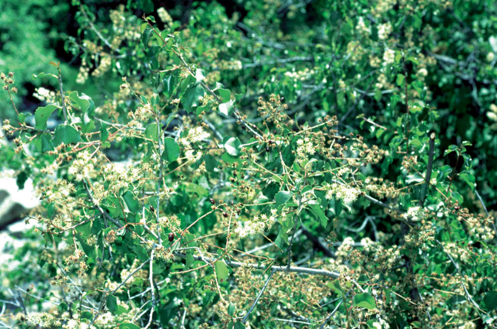 Prunus ilicifolia field image