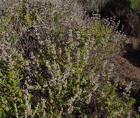 Salvia mellifera in the field