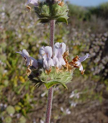 Salvia mellifera verticillaster