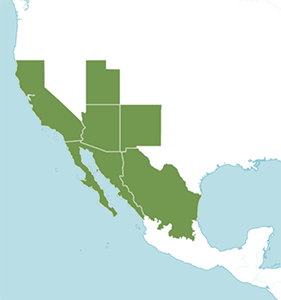 Simmondsia chinensis map: POWO