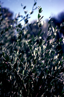 Simmondsia chinensis habit