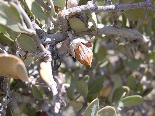 Simmondsia chinensis fruits