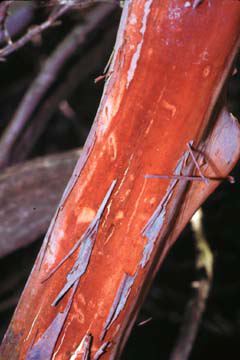 Xylococcus bicolor bark