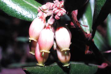 Xylococcus bicolor flowers