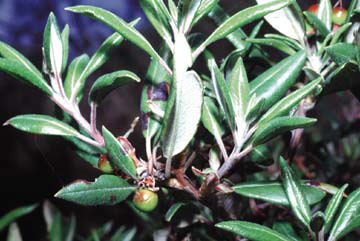 Xylococcus bicolor leaves