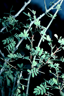 Senegalia greggii leaves