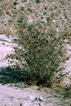 Acalypha californica shrub