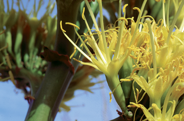 Agave deserti flower close-up