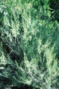 Artemisia californica in the field