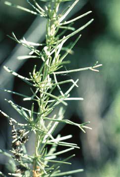 Artemisia californica close-up of leaves.