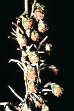 Artemisia californica close-up showing male heads