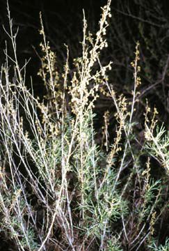 Artemisia californica in flower