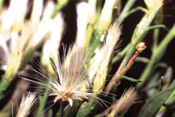Baccharis sarothroides
Female plant, with pistillate heads, the fruits with silver pappus bristles