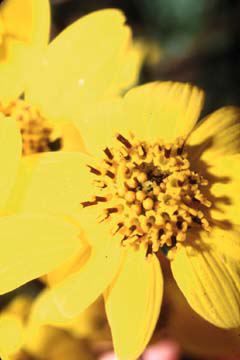 Bahiopsis laciniata flower close-up