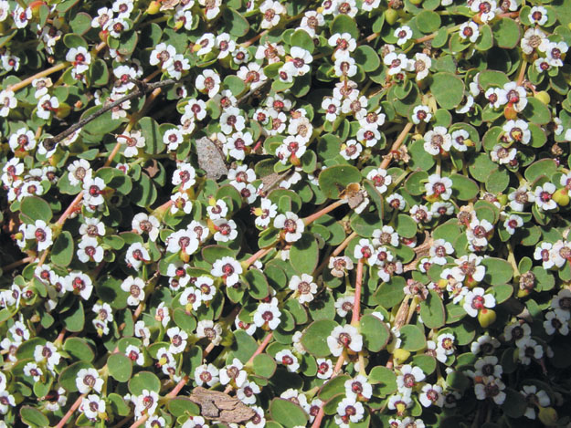 Euphorbia polycarpa in the field 2