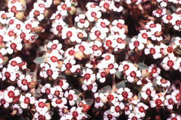 Euphorbia polycarpa close-up