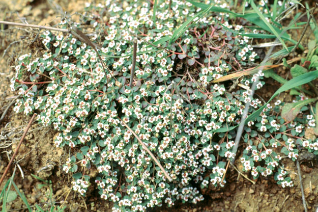 Euphorbia polycarpa in the field 
