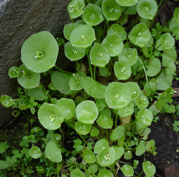 perfoliate leaf