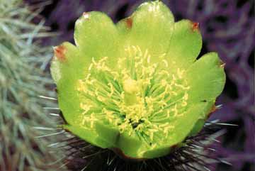 Cylindropuntia ganderi flower