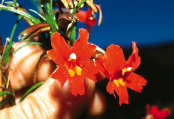Diplacus puniceus Reddish orange flower form 