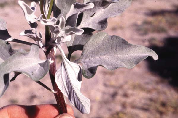 Encelia californica leaves